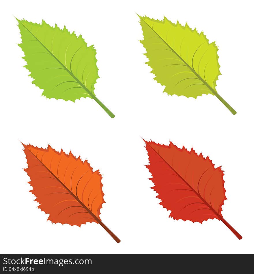 Set of colorful bright autumn leaves on white background. Set of colorful bright autumn leaves on white background.