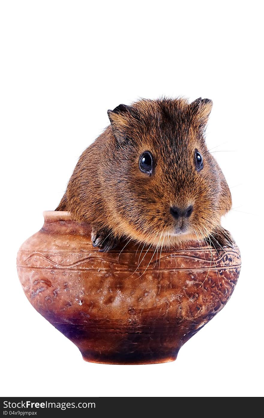 The guinea pig sits in a clay pot