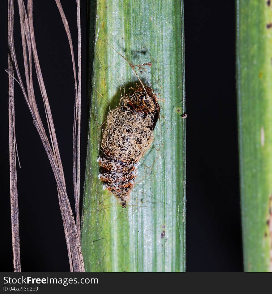 Pupa of Lymantria atemeles Collenette moth hanging on green leaf