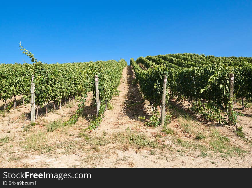 A Vineyard In Italy