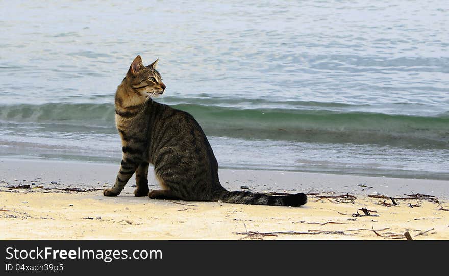 The homeless cat sits on sand at the edge of water. The homeless cat sits on sand at the edge of water