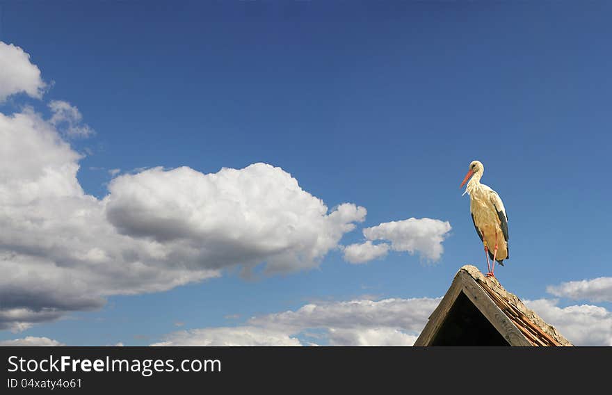 Stork is resting and preparing for a long journey to Africa. Stork is resting and preparing for a long journey to Africa