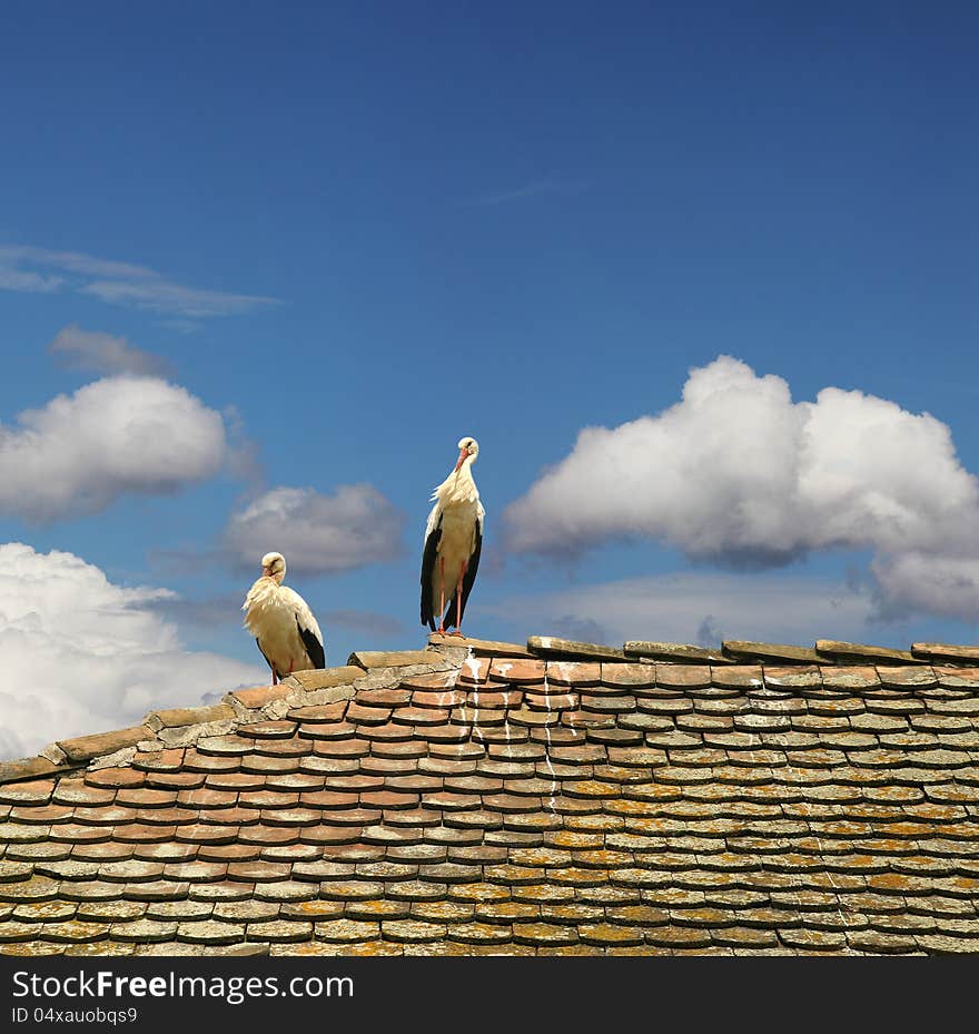 Two storks resting at the top of the roof