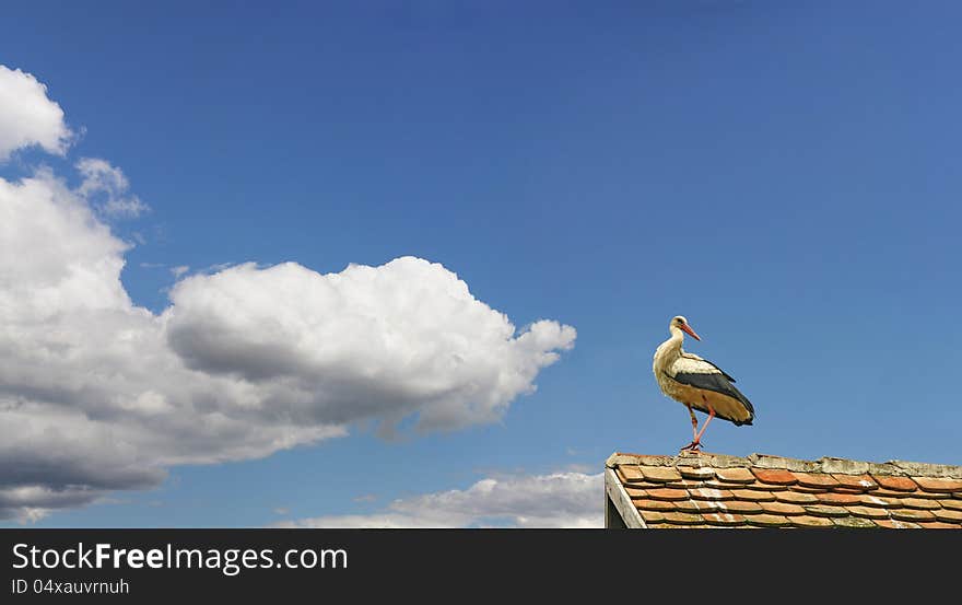 Stork is resting and preparing for a long journey to Africa. Stork is resting and preparing for a long journey to Africa