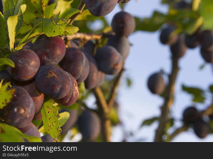 Plums on tree