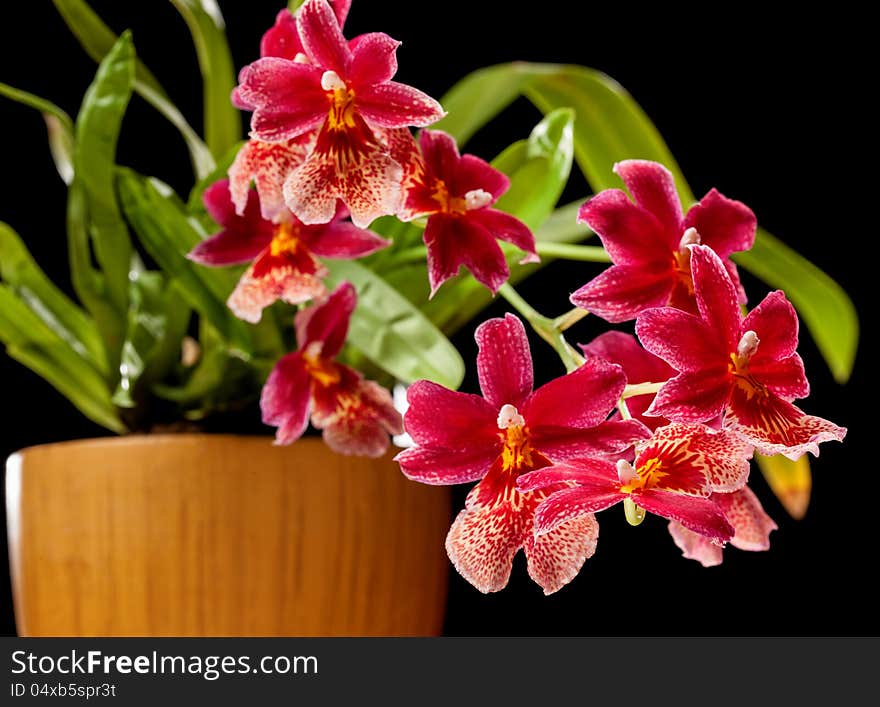 Cambria. Red and white flower orchid