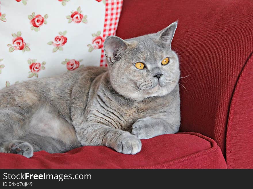 Photo of a beautiful pedigree british shorthair cat relaxing on her favourite sofa. Photo of a beautiful pedigree british shorthair cat relaxing on her favourite sofa.