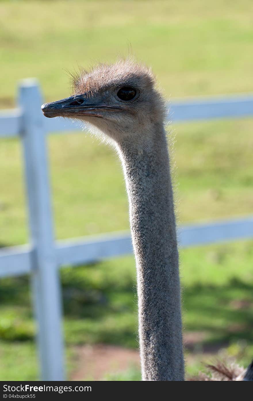 Hairy Long Necked ostrich on a farm. Hairy Long Necked ostrich on a farm