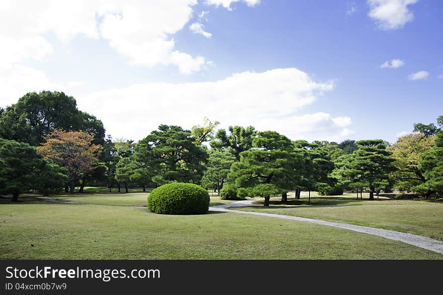 Beautiful summer landscape, field, trees and blue sky