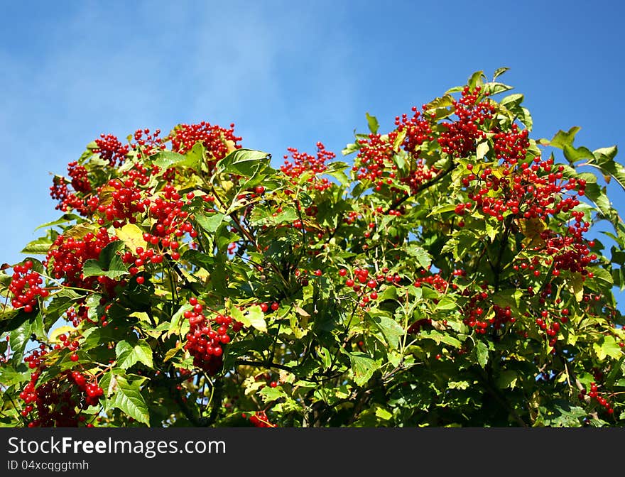 Ripe guelder-rose