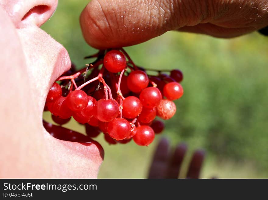 Cluster Of A Ripe Berry Of A Guelder-rose