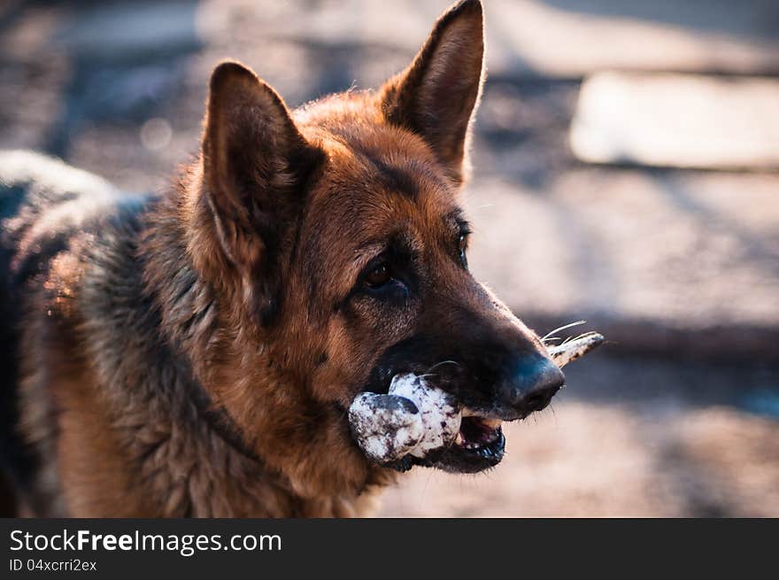 Portrait of a mongrel dog with bone in its mouth