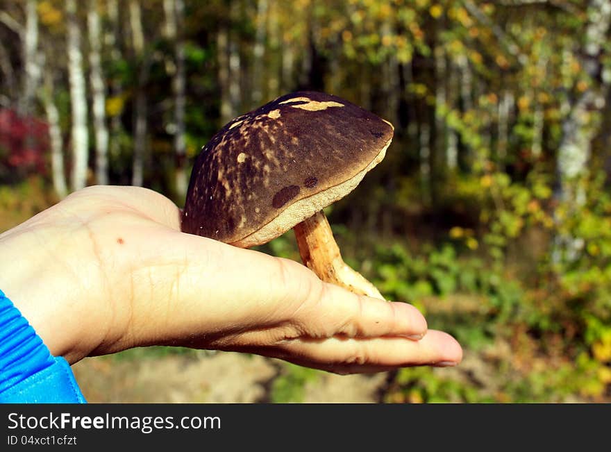 Mushroom a birch mushroom on a palm at the person