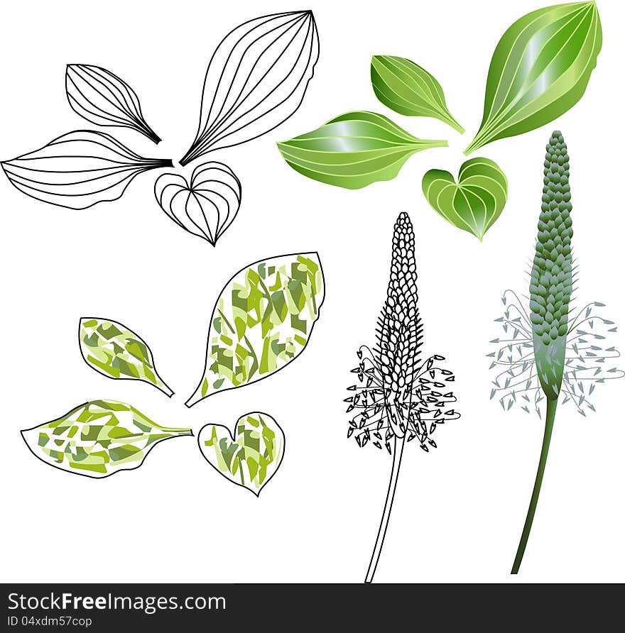 Set of leaves and flowers of plantain