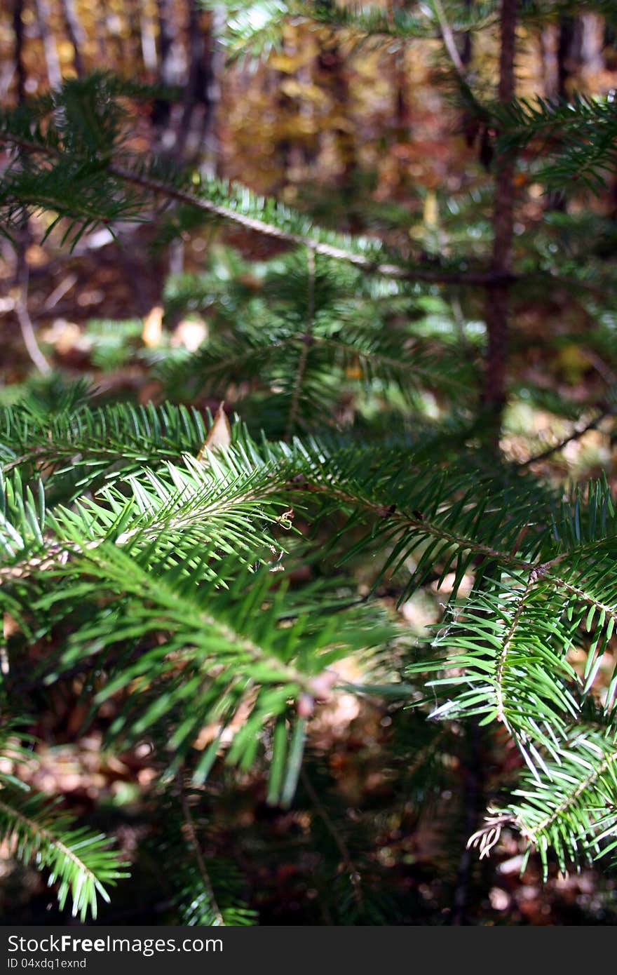 Fur-tree branches