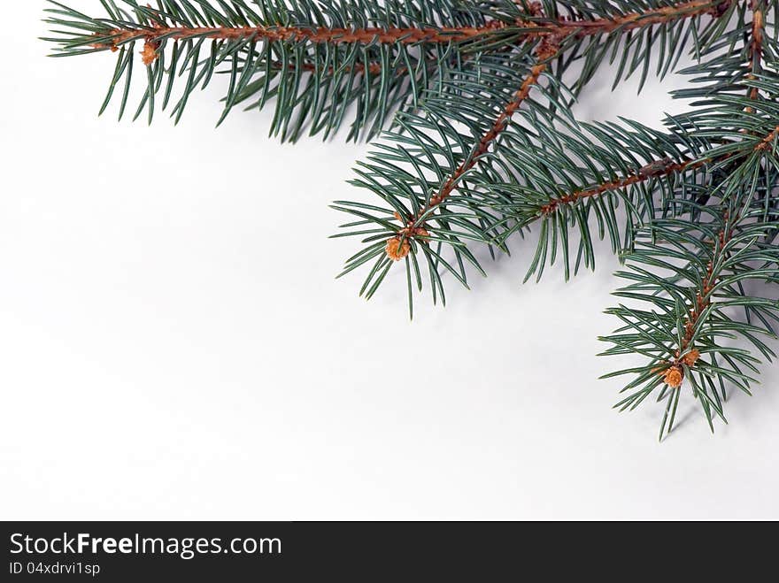 Fir tree on a white background