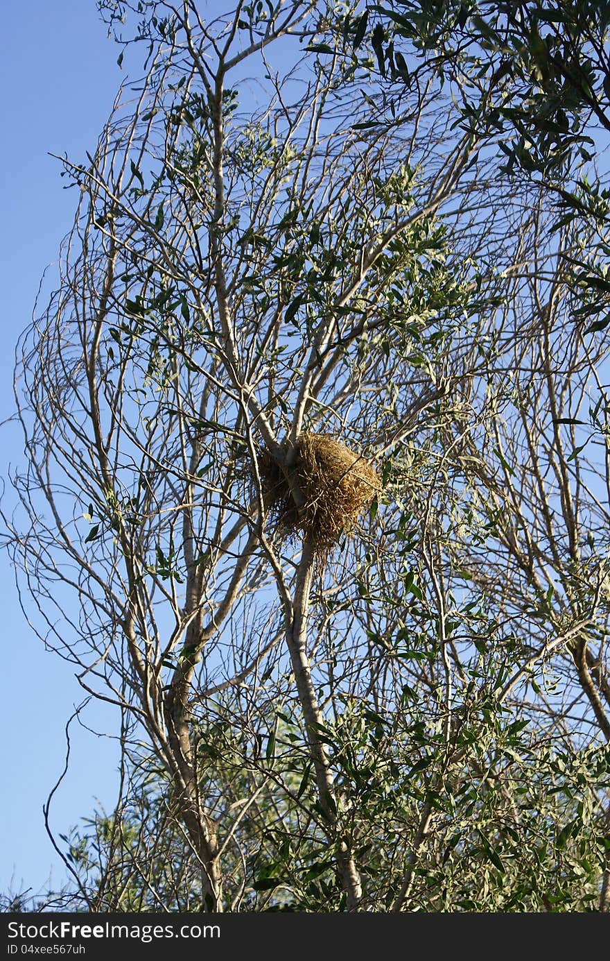 On a tree there is a twisted jack of a bird. On a tree there is a twisted jack of a bird