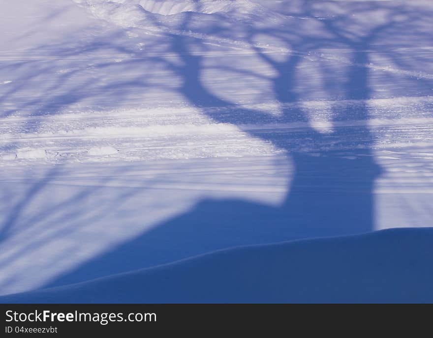 Shadow from the big tree on a snow