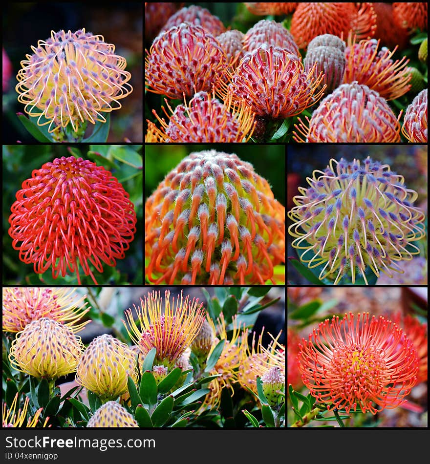 Common pincushion protea