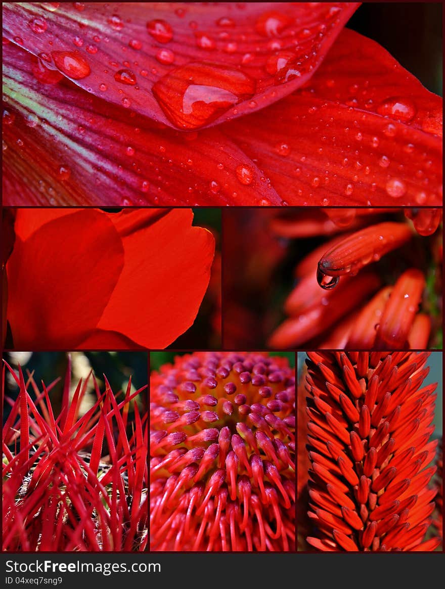 Close up of different red blossoms in sunlight