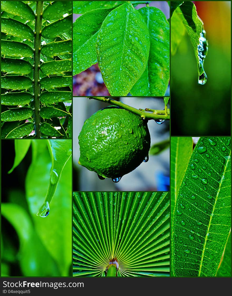 Close up of Waterdrops on leaf. Close up of Waterdrops on leaf