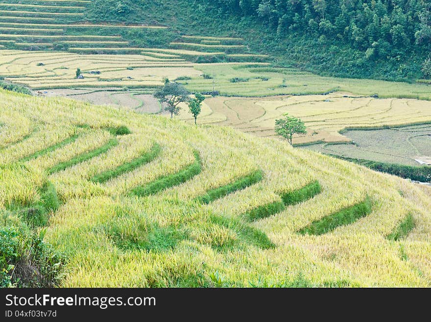 Rice terraces in the mountains