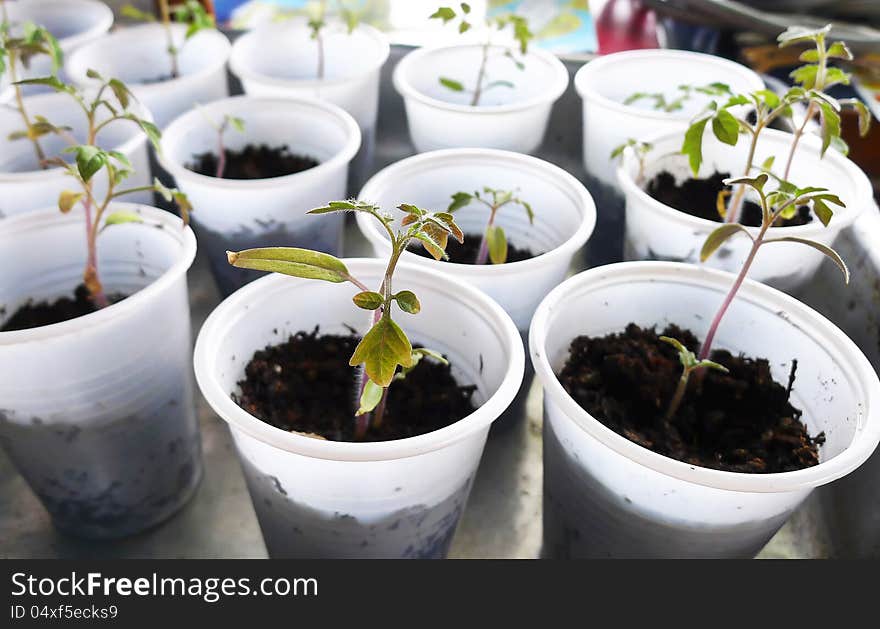 Detail of young tomato plants