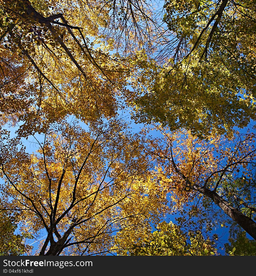 Bright autumn forest over blue sky