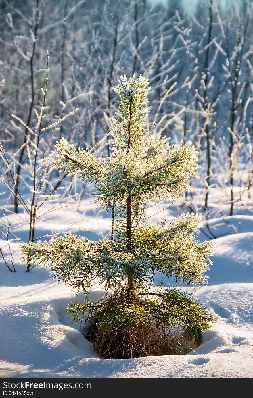 Small pine powder with snow