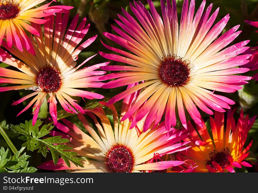 Colorful daisies close-up