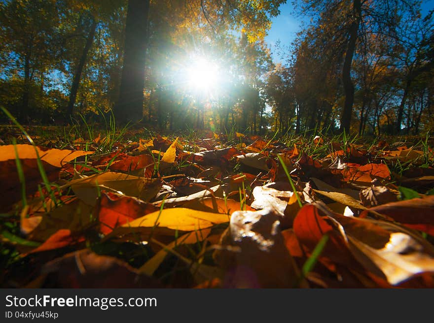 Autumn foliage, locust trees and blue sky