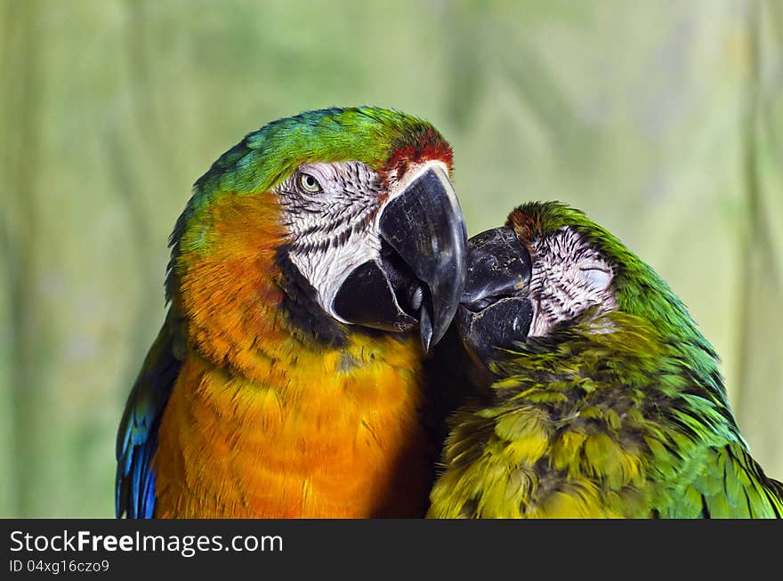 Two Colourful Macaw Parrots Kissing