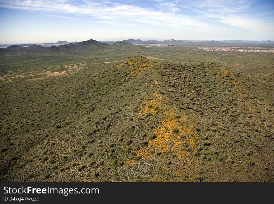 Spring rains bring  the desert into bloom near Phoenix, Arizona. Spring rains bring  the desert into bloom near Phoenix, Arizona