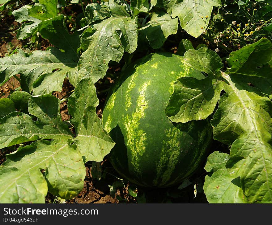 Water mellon