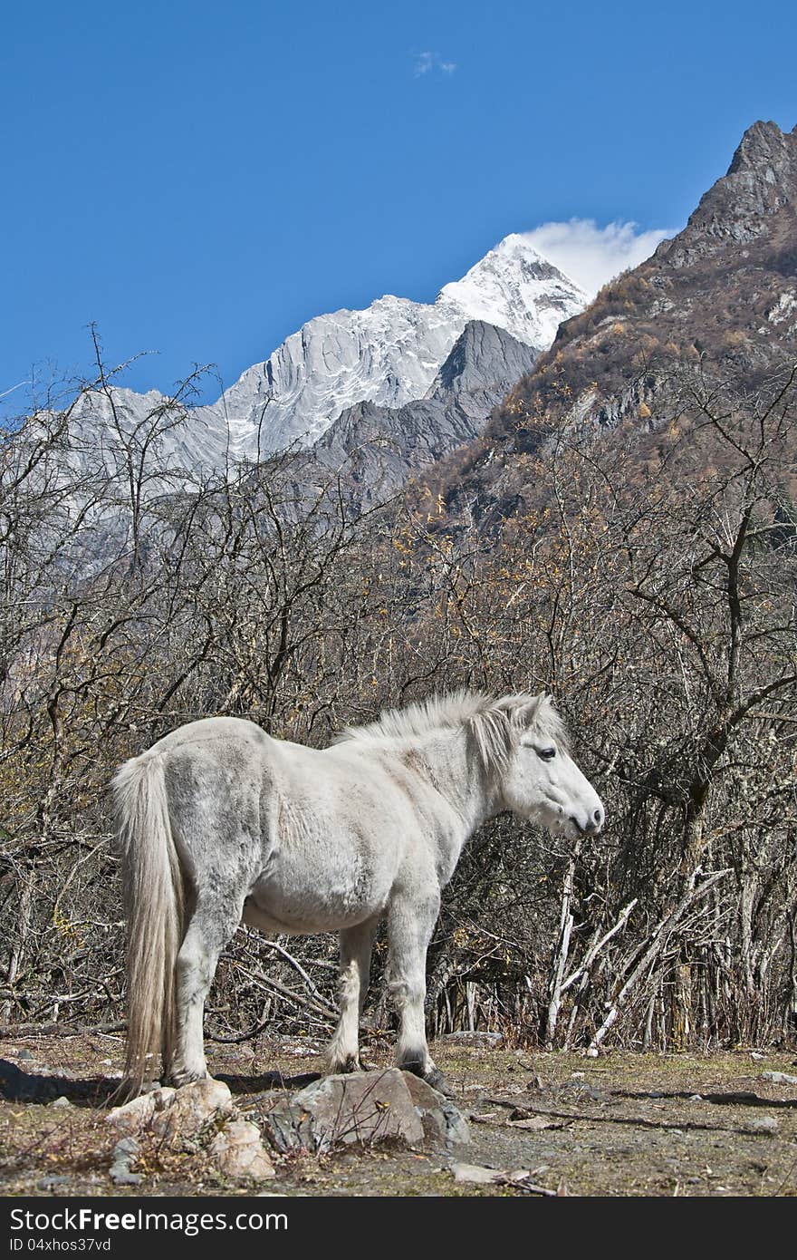 A White Horse At The Foot Of Snow Mountain