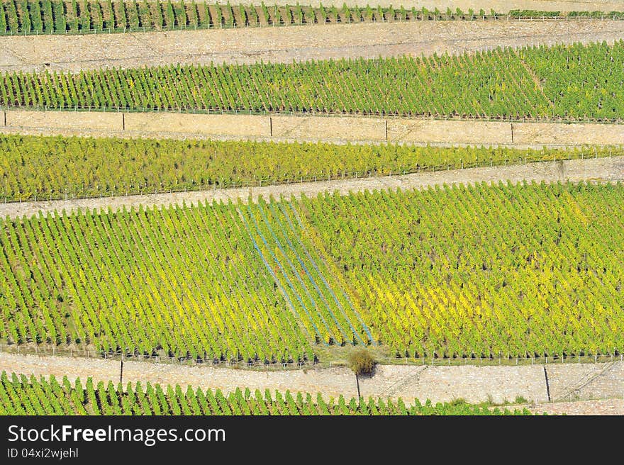 Vineyard In Rhineland