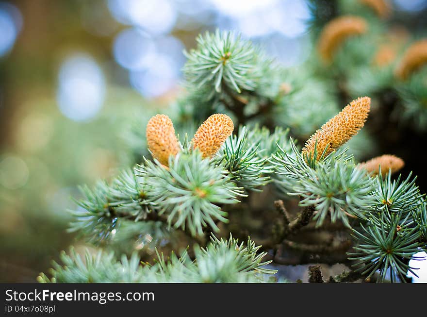 winter cones on pine trees. winter cones on pine trees