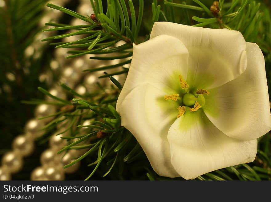 Beautiful christmas branch