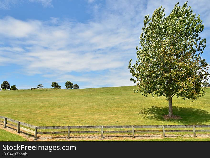 A green grass covered area with large tree and fence. A green grass covered area with large tree and fence.