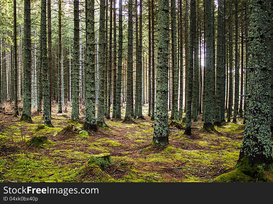 Deep green forest, autumn time. Deep green forest, autumn time