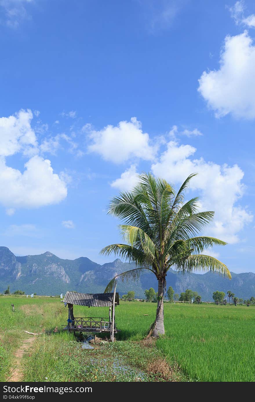 Green rice field and coconut tree