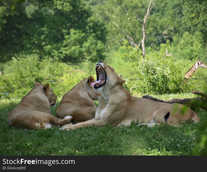 Yawning Lion