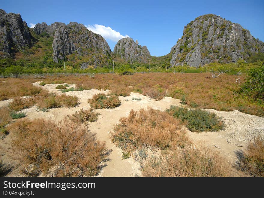 Suaeda maritima field in Sam Roi Yot National Park.Prachuap Khiri Khan Province.Thailand. Suaeda maritima field in Sam Roi Yot National Park.Prachuap Khiri Khan Province.Thailand.