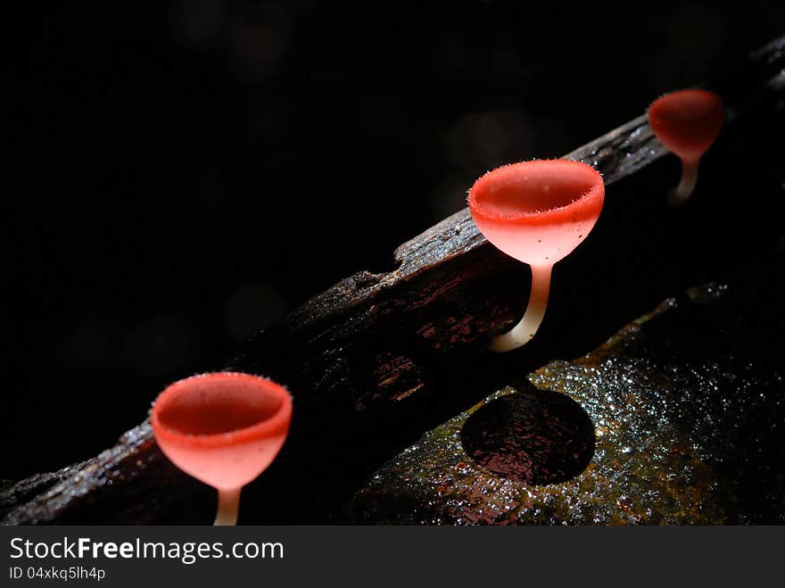 Pink Burn Cup in the forest Thailand. Pink Burn Cup in the forest Thailand.