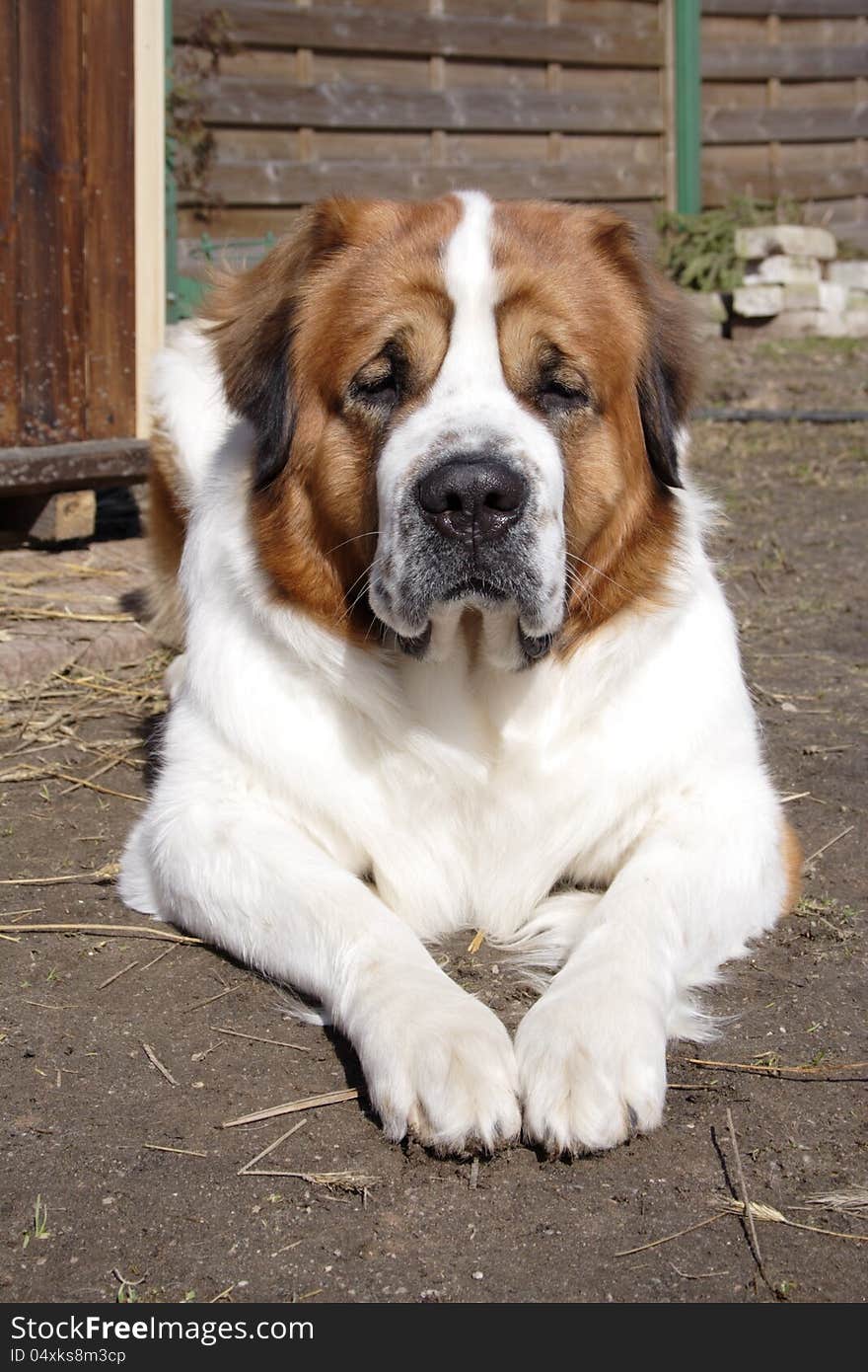 The big beautiful dog