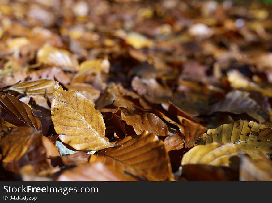 Close-up of fallen autumn leaves on the ground