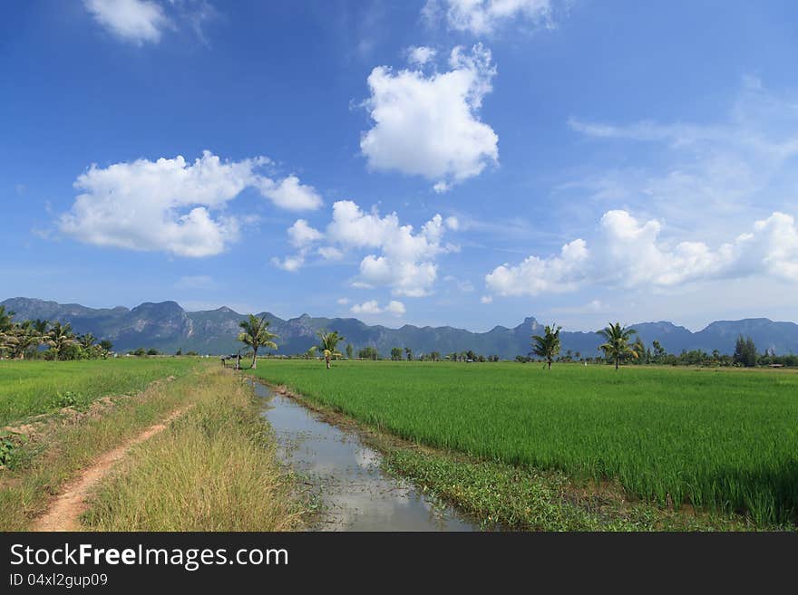 Green rice field and small agricultural canal