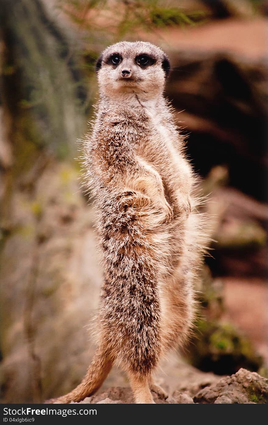 Meerkat standing on its hind legs. Meerkat standing on its hind legs