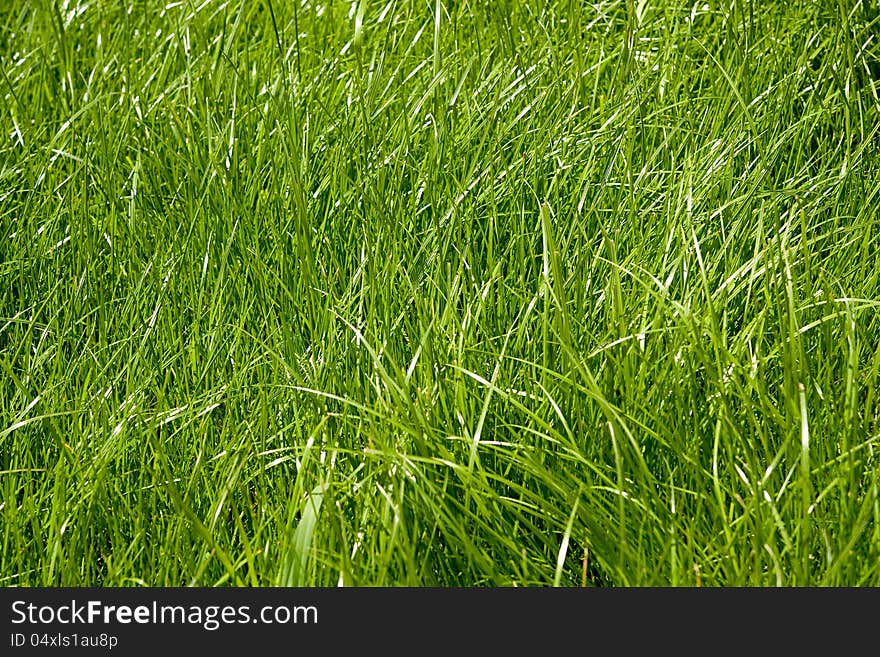 Background of fresh green grass