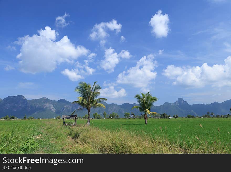 Green Rice Field And Coconut Trees